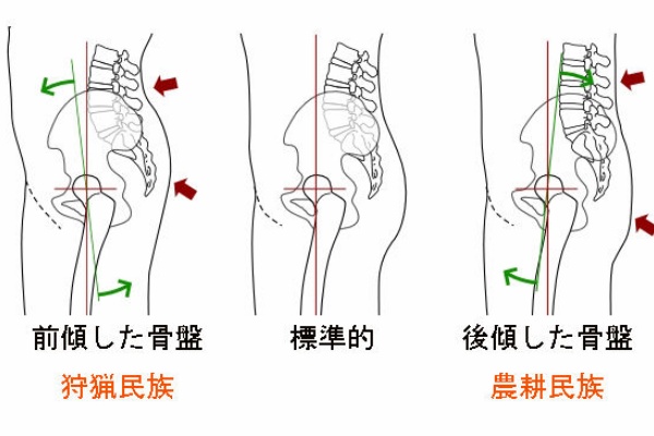 カラダコラム 欧米人と日本人では骨盤の に違いがある Body Reset